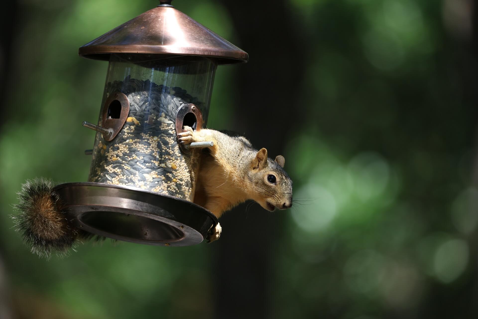 Orava lintujen ruokinta-automaatilla