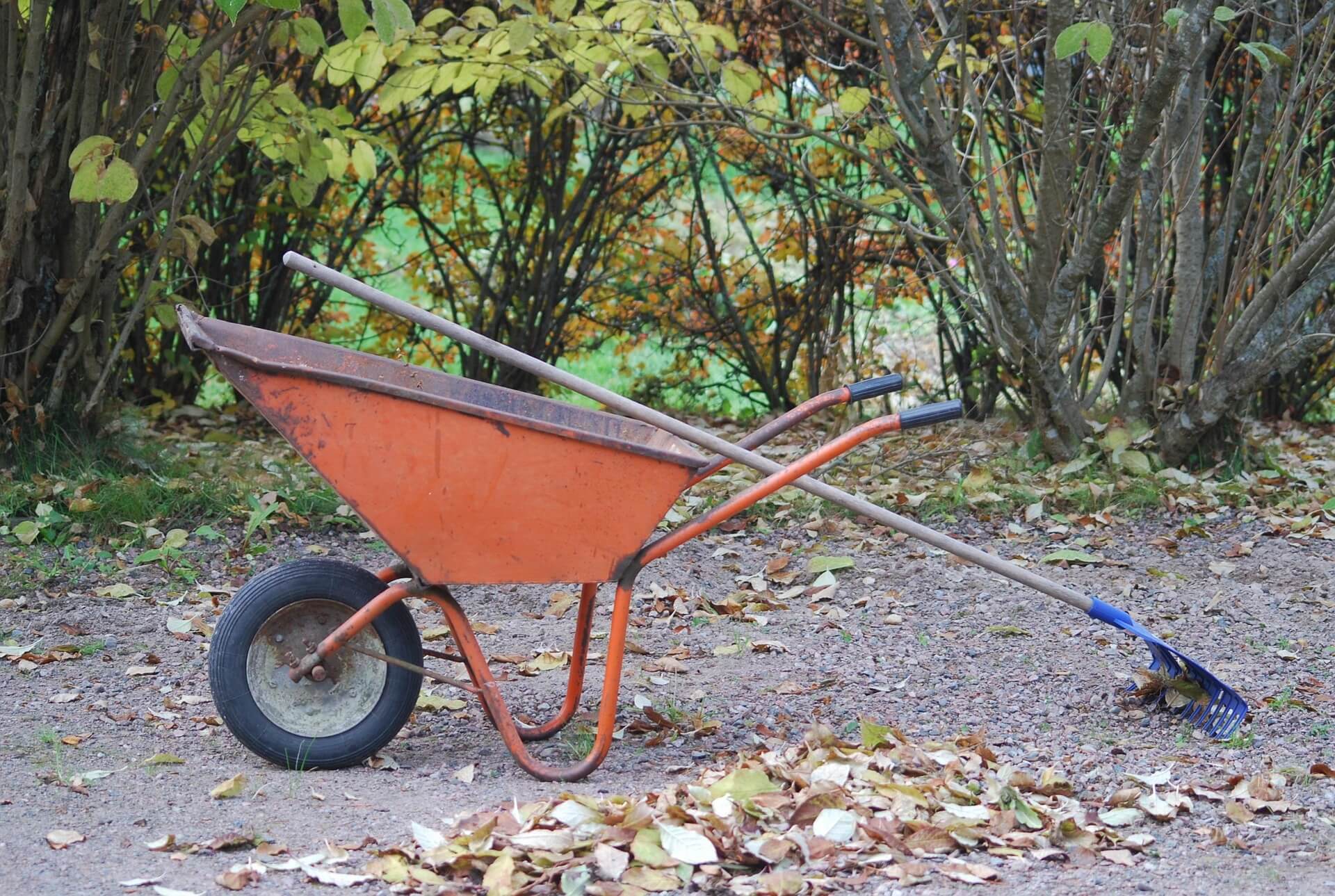 Kottikärryt ja lehtiharava syksyisellä pihalla lehtien keräämistä varten.